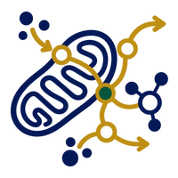 A bold mitochondrial form connects with gold biochemical pathways, molecular-transfer elements, and a green regulatory node, representing metabolic research.