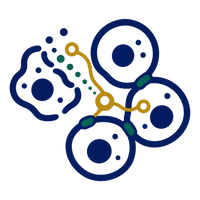 Bold cellular forms connected by gold signaling pathways, representing tissue response, adaptation, and recovery-related research.