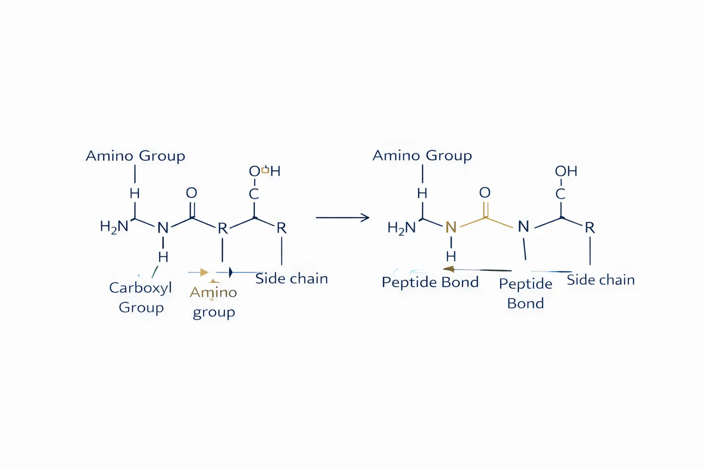 Diagram showing two amino acids joining to form a peptide bond in scientific research context.